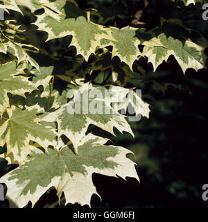 Acer platanoides - `Drummondii'   TRS002479 Stock Photo